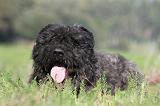 BOUVIER DES FLANDRES 102